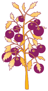 Tomato Plant