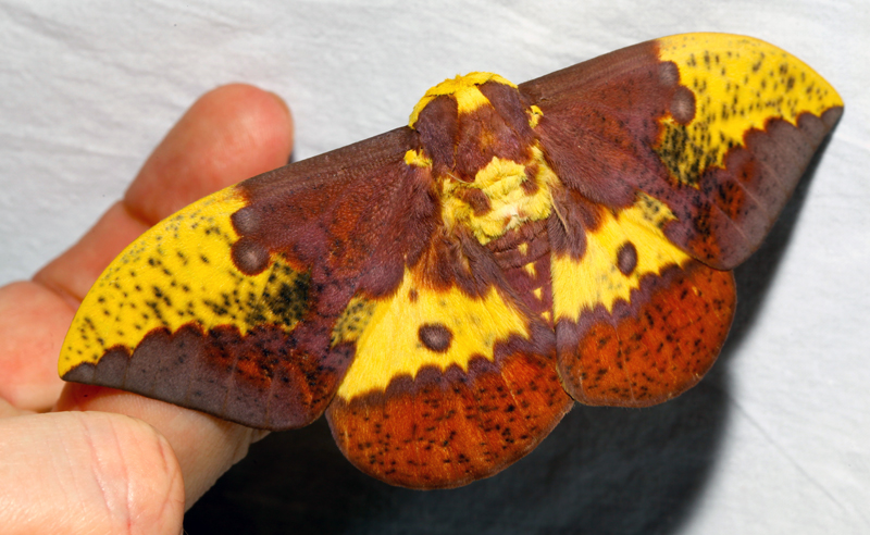 Moth Project to Attract ‘Second-Shift Pollinators’ on Campus
