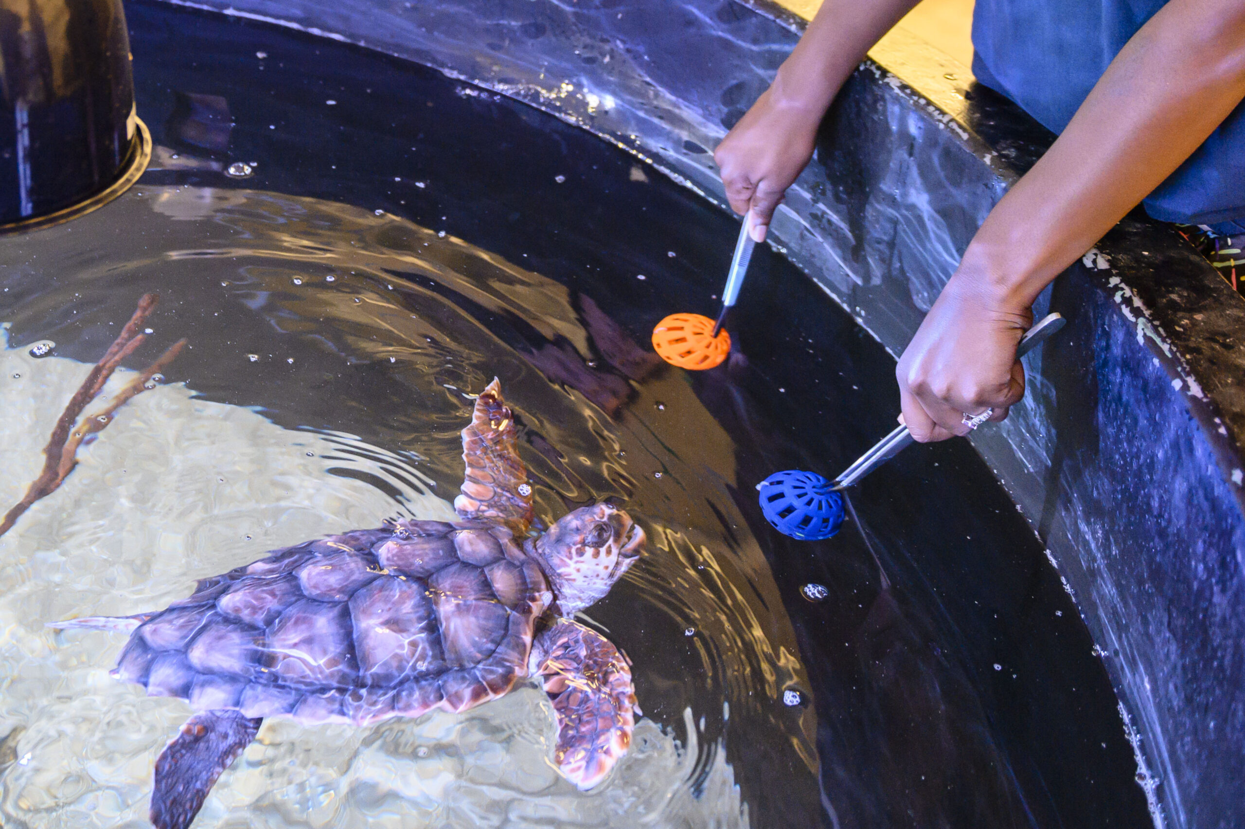 A student examines a turtle in a lab for coastal research and wildlife rehabilitation.