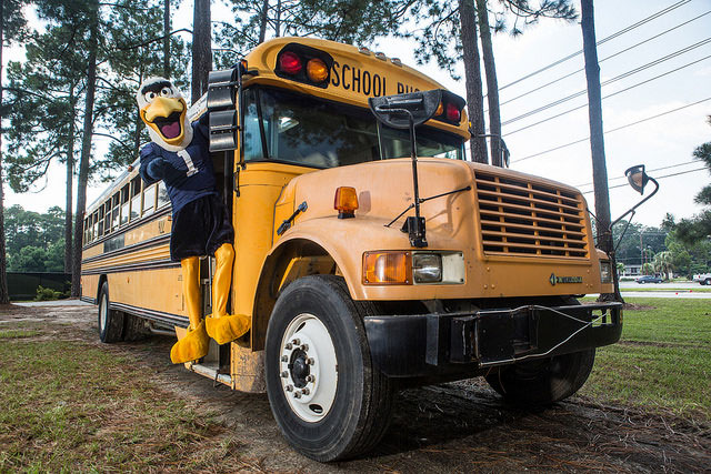 Gus sits on the front bumper of a yellow school bus parked outdoors among tall pine trees.