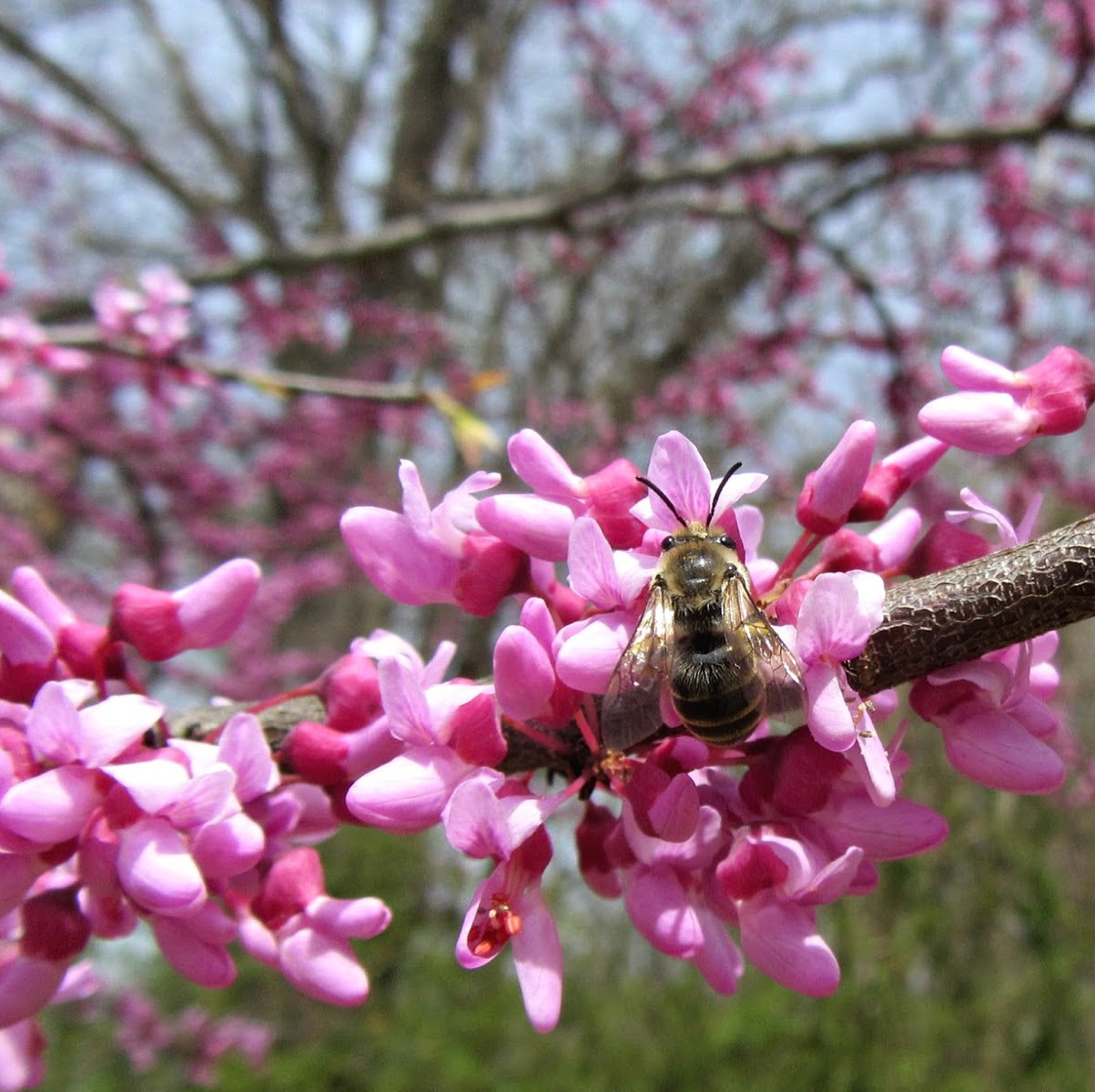a bumble bee on pink flowers