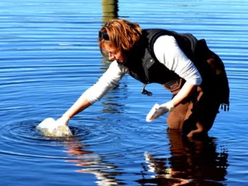 A researcher wading in a river or lake fills a container with water to be tested for microbes.